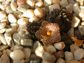 huernia kennedyana06