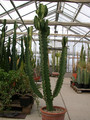 euphorbia ingens 03