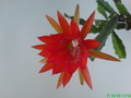 eh torero 78 206