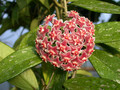 hoya pubicalyx silver pink 2