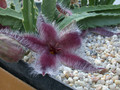 stapelia grandiflora1