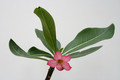 adenium obesum shada 3529