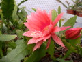 eh gloria paetz 1040 5353