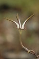 ceropegia stapeliaeformis 8772