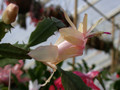 schlumbergera ralf bauer 02