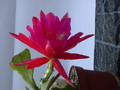 eh madame de laet 7760 168