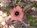 huernia hystrix 01
