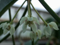 hoya coronaria 02