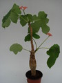 jatropha podagrica 766