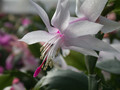 schlumbergera eina 04