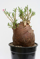 pachypodium bispinosum 3588