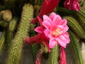 aporocactus klaerchen 297