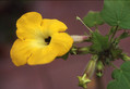 uncarina grandidieri