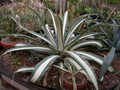 agave withe stripes01