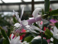 schlumbergera eina 03