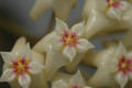 hoya nicholsonia 8831 08