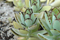 kalanchoe tomentosa 02