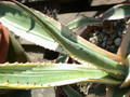 agave americana marginata 01