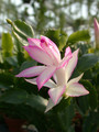 schlumbergera hatherton charm 206