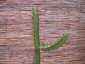 euphorbia waterbergensis 1367
