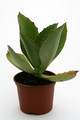 kalanchoe synsepala 5239
