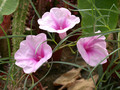 ipomoea bolusiana 02