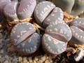 lithops naureeniae 02