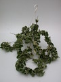 hoya carnosa compacta regalis 3946