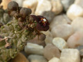 caralluma dodsoniana06