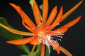 eh fluid orange 6557 0517