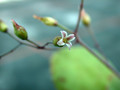 kalanchoe humilis 02