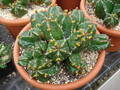 euphorbia fruticosa 1119