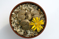 lithops pseudotruncatella mundtii 9550