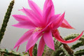 aporocactus fairy dancer 6723