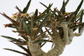 euphorbia waringiae 8560