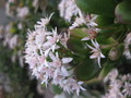 crassula ovata 9835