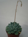 echeveria halbingeri 8302