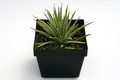 agave stricta nana 0610