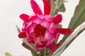eh epiphyllum society of america 146 06