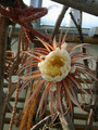 selenicereus grandiflorus 05