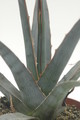 agave xylonacanha 8746