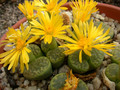 lithops bromfieldii insularis sulphurea c362 07