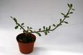 fouquieria leonilae 0862