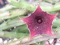 huernia leachii keniensis 02