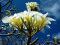 plumeria white wilaii