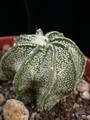 astrophytum niveum 01