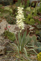 yucca filifera variegata 02