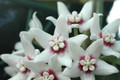 hoya calycina 6582