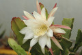 eh frau adelheid nicolai 5060 02