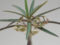 euphorbia waringiae 1810